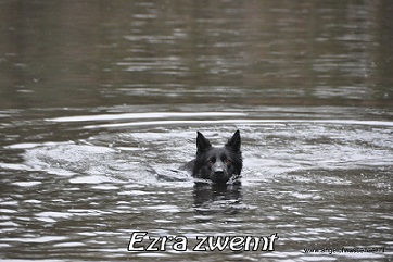 Ezra zwemt